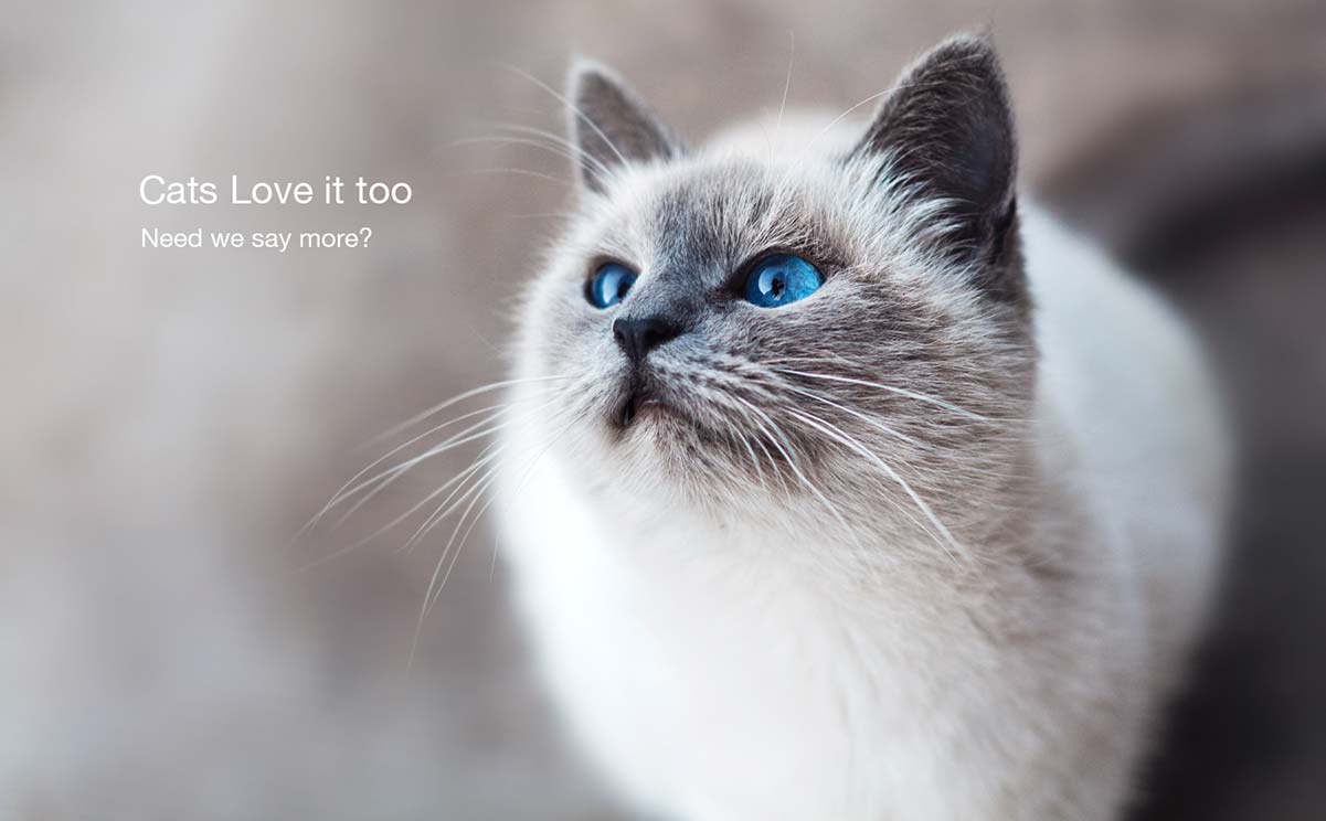 Cats%20love%20it%20too
